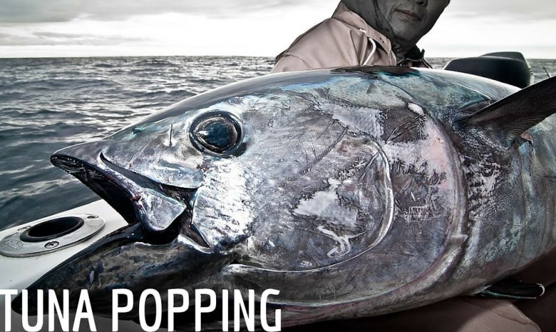 TUNA POPPING