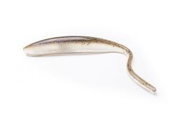 Shad Impact by Keitech, smooth and scented soft plastic for top game players